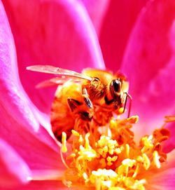 Close-up of bee on pink flower