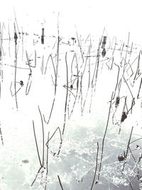 View of birds on snow covered plants