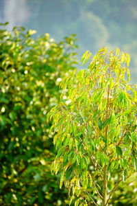 Close-up of fresh green plant