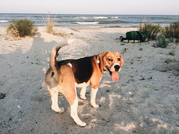 Dog on beach