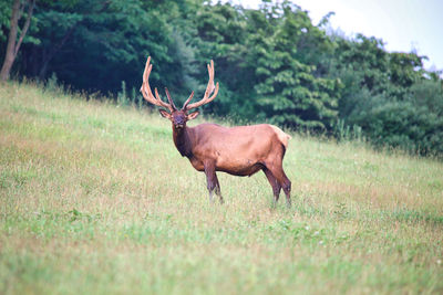 Deer standing on field