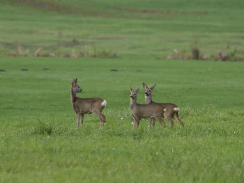 Deer standing on grassy field