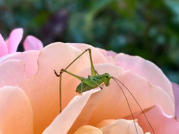 Close-up of insect on pink flower