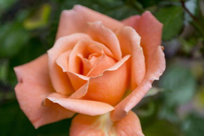 Close-up of coral rose blooming outdoors