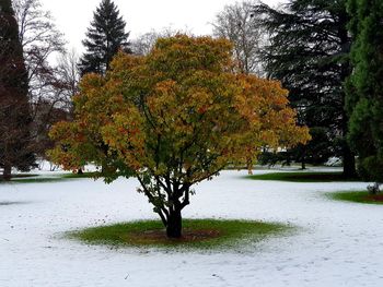 Scenic view of tree and autumn leaves against sky