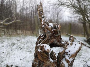 Close-up of driftwood on tree trunk during winter