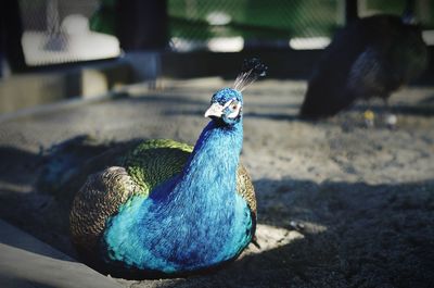 Close-up portrait of peacock