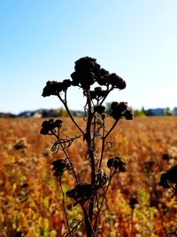 Close-up of wilted plant on field against sky