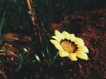 Close-up of yellow flower blooming outdoors