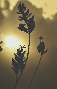 Close-up of flower against sky