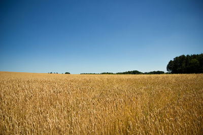 Scenic view of field against clear blue sky