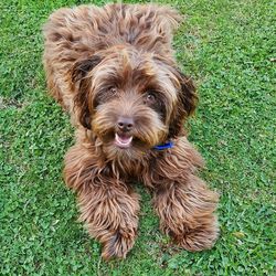 High angle portrait of dog on field