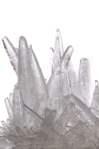 Close-up of plant against white background