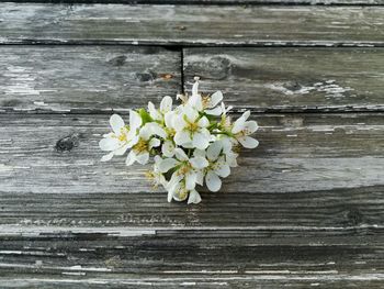 Close-up of white flowering plant on table