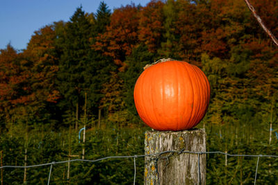 Close-up of pumpkin on wooden fence