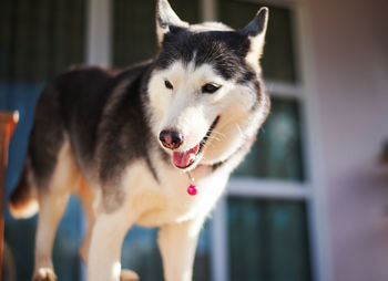 Close-up of a dog