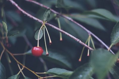 Close-up of berries growing on tree