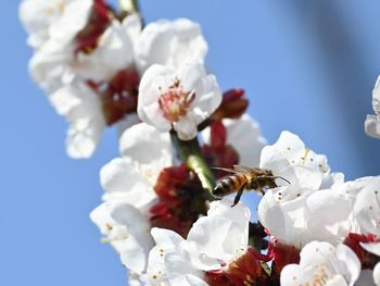 Close-up of bee on white cherry blossom