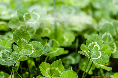 Close-up of plant leaves