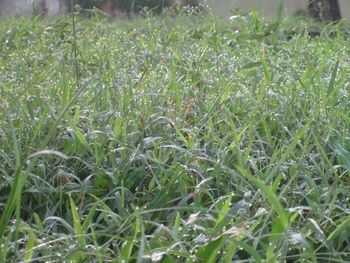 Close-up of plants growing on field