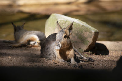 Close-up of kangaroos resting on retaining wall
