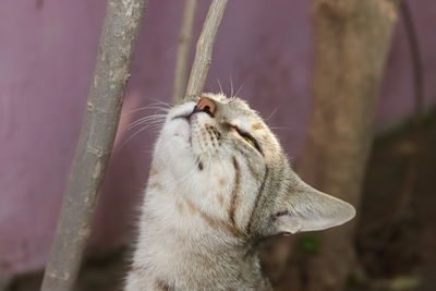 Close-up of a cat looking up