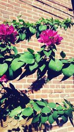 Close-up of plant growing on tree