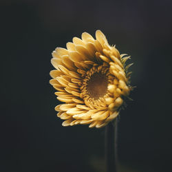 Close-up of yellow flower against black background