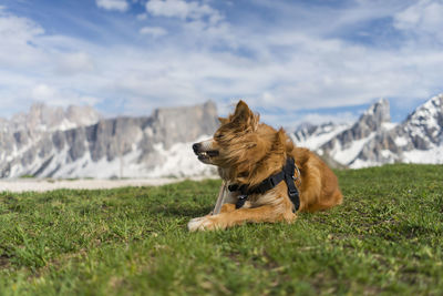 Dog in a field