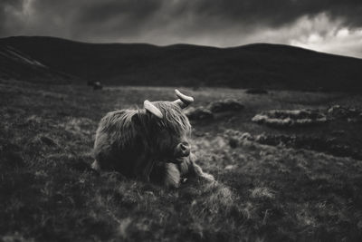 Black and white animal portrait of highland cattle