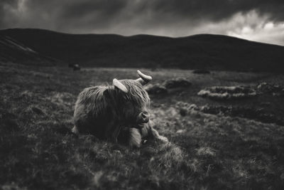 View of a horse on field