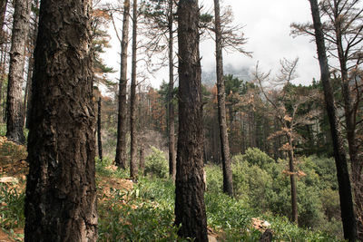 Trees in forest