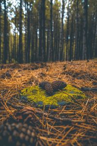 View of lizard on field in forest