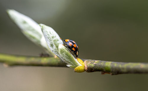 Close-up of insect on leaf