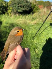 Close-up of a hand holding bird