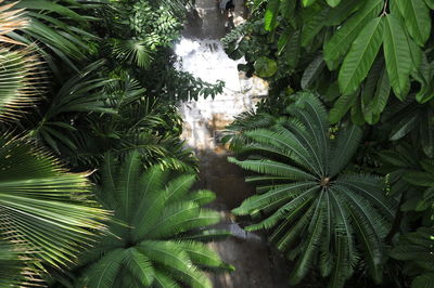 Close-up of palm tree leaves