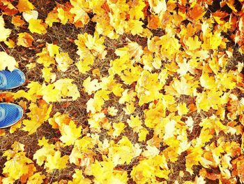 High angle view of yellow maple leaves on field