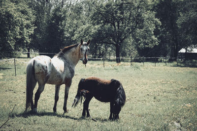 Horses standing on field against trees