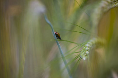 Close-up of ladybird on plant