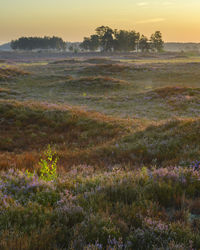 Scenic view of grassy field against sky during sunset