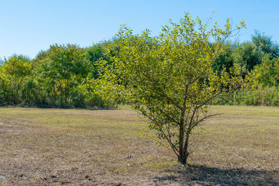 Trees on field against clear sky