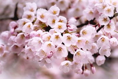 Close-up of white flowers blooming in park