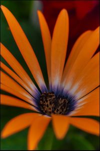 Close-up of flower against blurred background