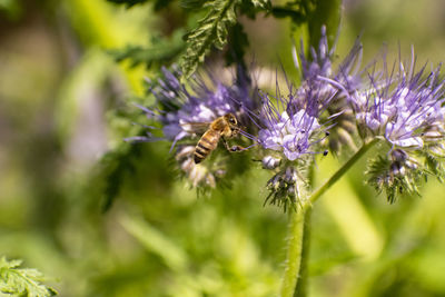 Bee gathering pollen on purple flower