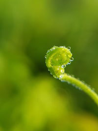 Close-up of green tendril