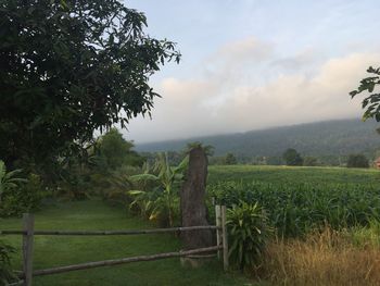 Scenic view of agricultural field against sky