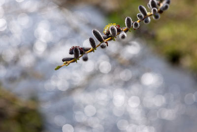 Close-up of plant