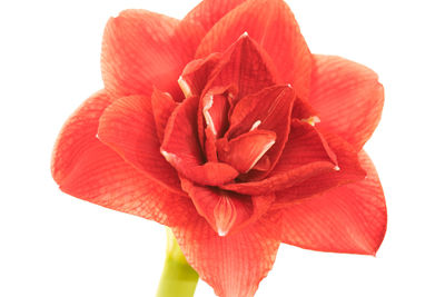 Close-up of red flower against white background
