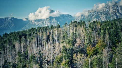 Panoramic view of pine trees against sky