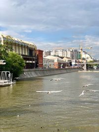 Seagull flying over buildings in city against sky